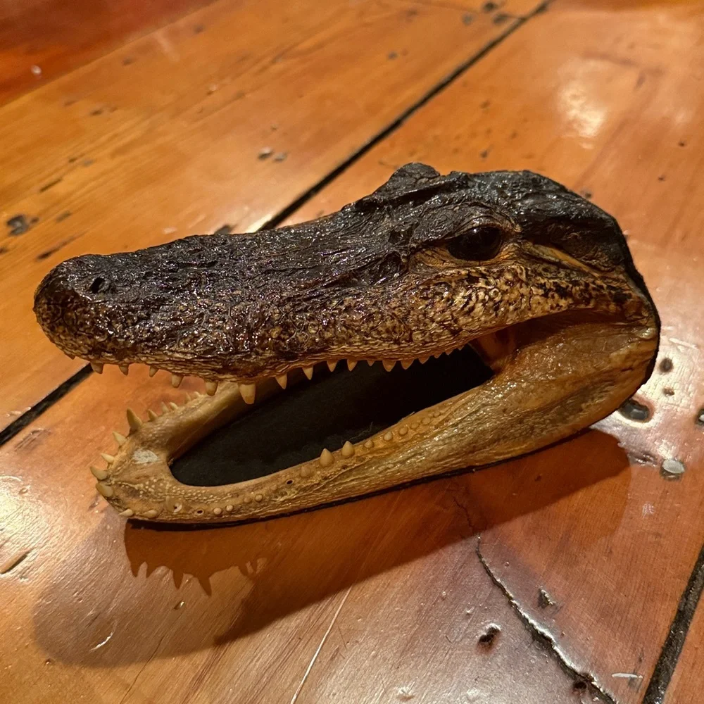 Taxidermy Alligator Head with Felt Backing